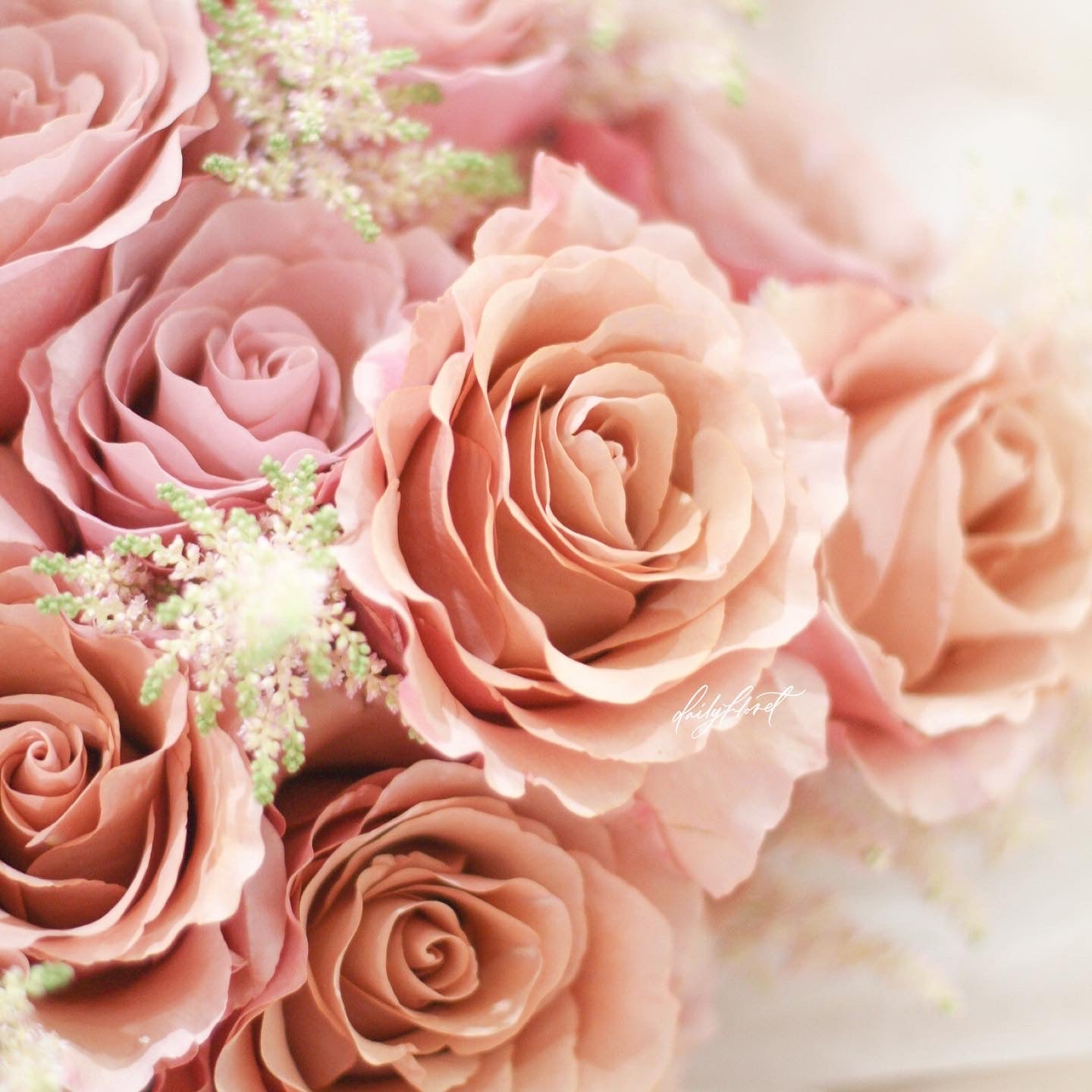 Dailyfloret - Moab Rose – LUSH LIVING