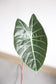 Alocasia Watsoniana