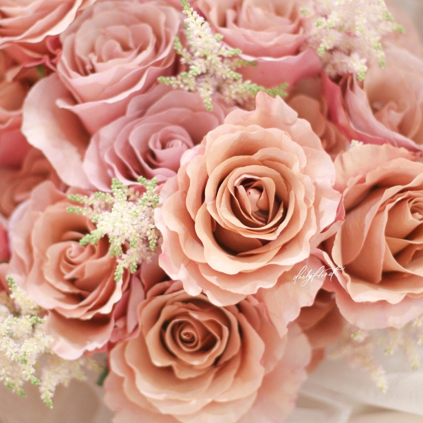 Dailyfloret - Moab Rose – LUSH LIVING