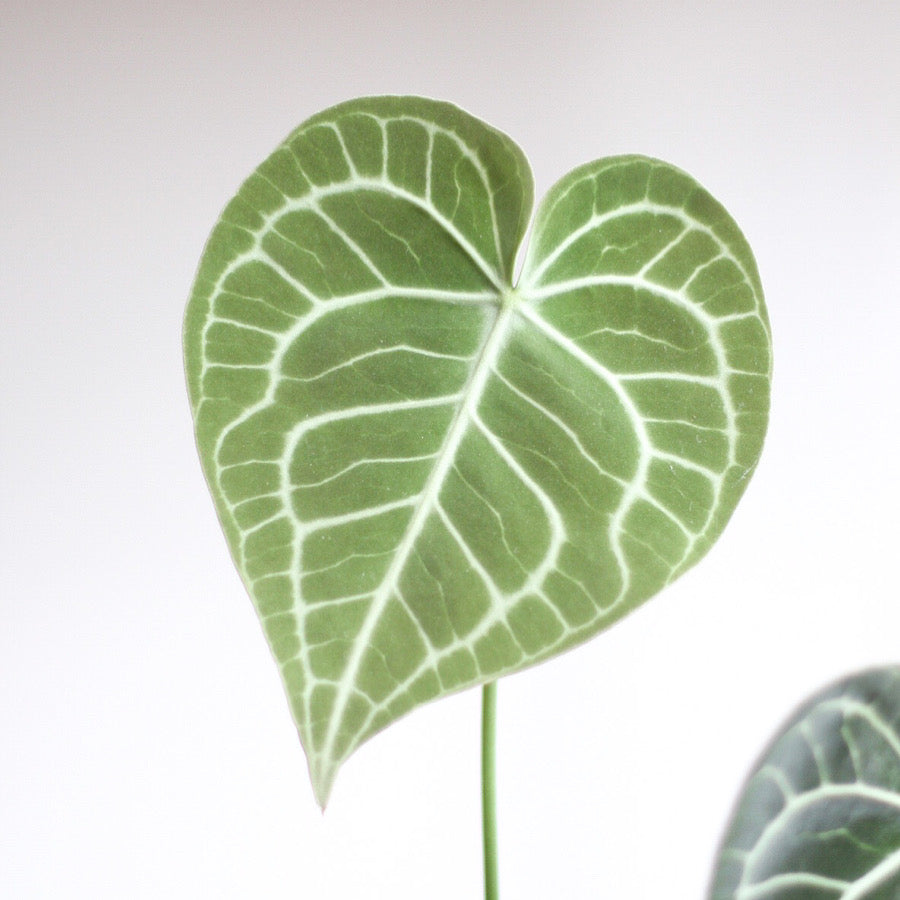 Anthurium Crystallinum