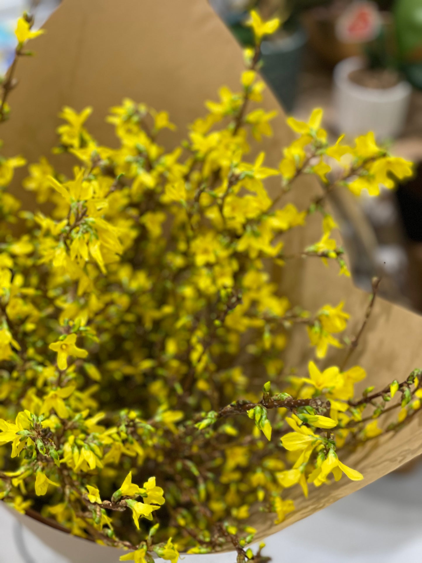 Forsythia Yellow 寸寸金