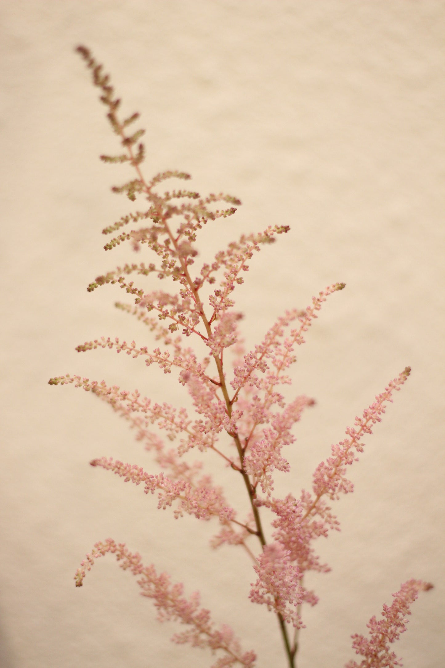 Astilbe 落新婦