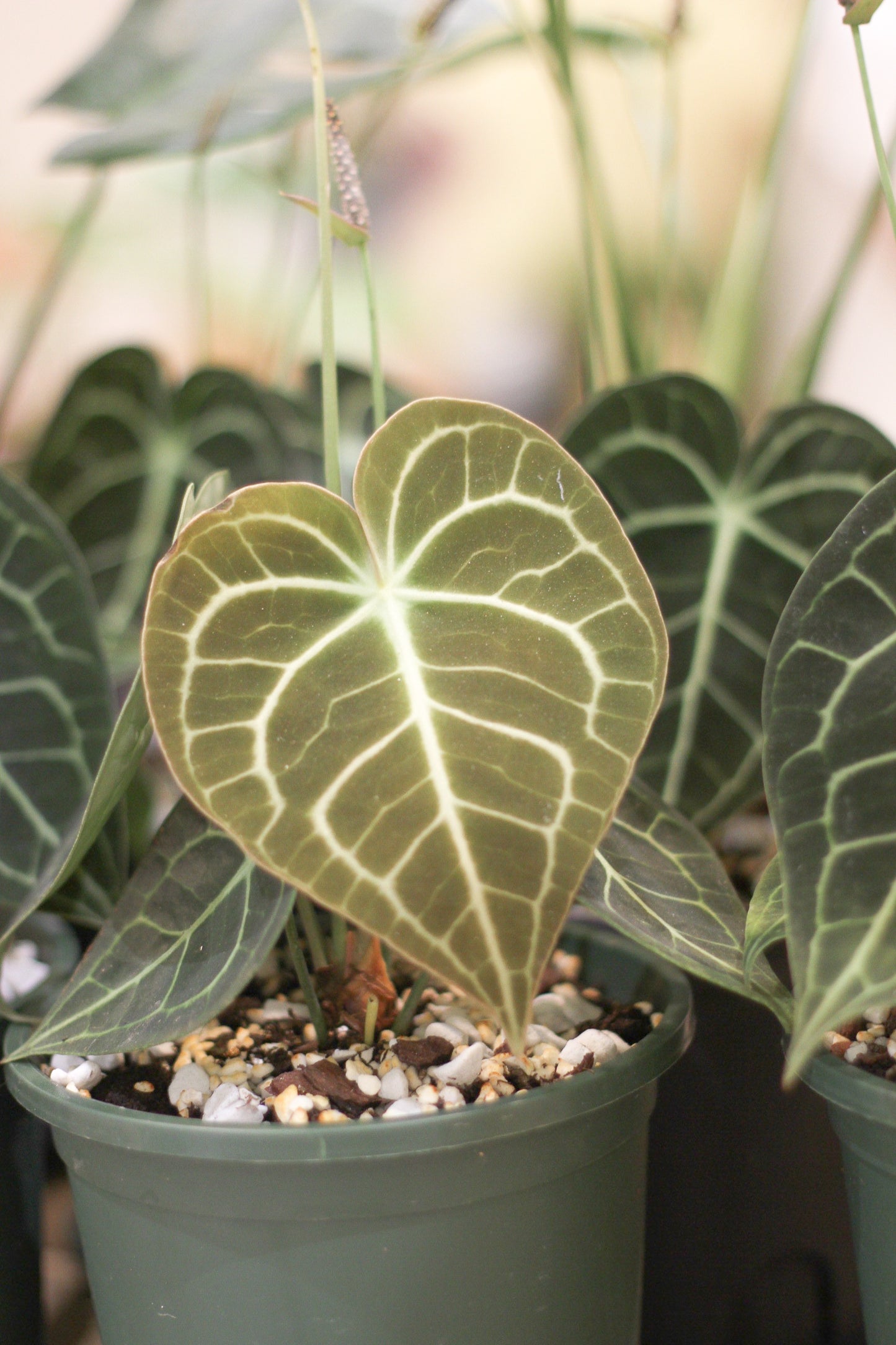 Anthurium Crystallinum