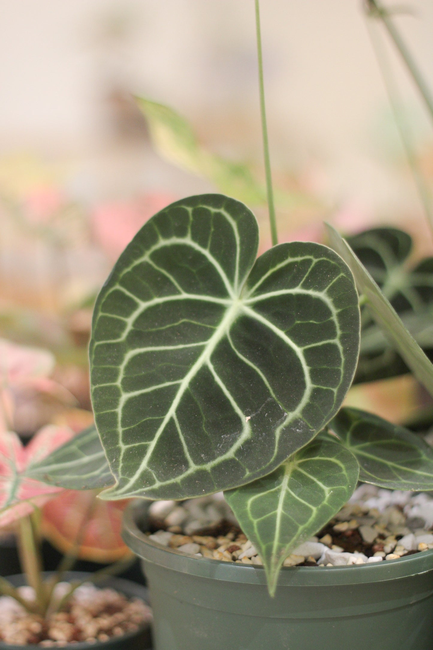 Anthurium Crystallinum