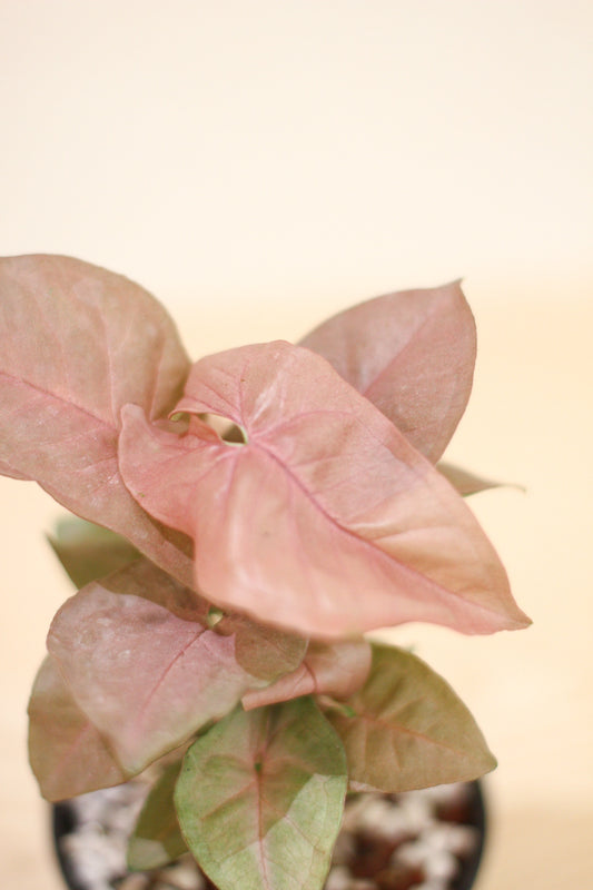 Syngonium Podophyllum