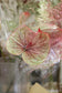 Anthurium 掌