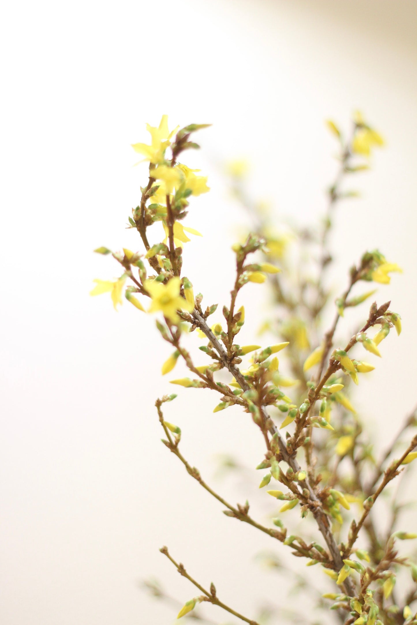 Forsythia Yellow 寸寸金